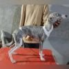 DogsIndia.com - Whippet - Nihal