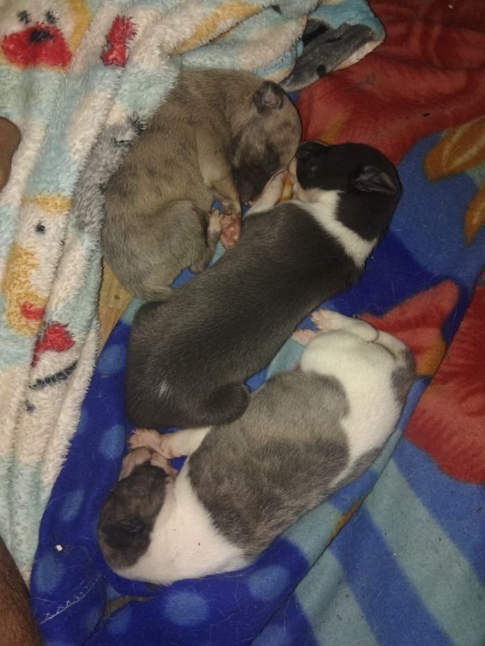 DogsIndia.com - Whippet - Nihal - Hayesberg