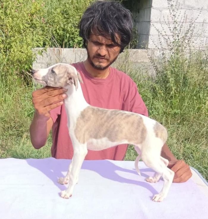DogsIndia.com - Whippet - Nihal - Hayesberg