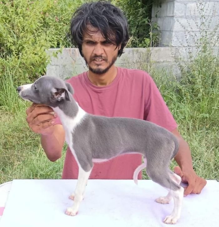 DogsIndia.com - Whippet - Nihal - Hayesberg
