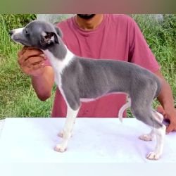 DogsIndia.com - Whippet - Nihal - Hayesberg