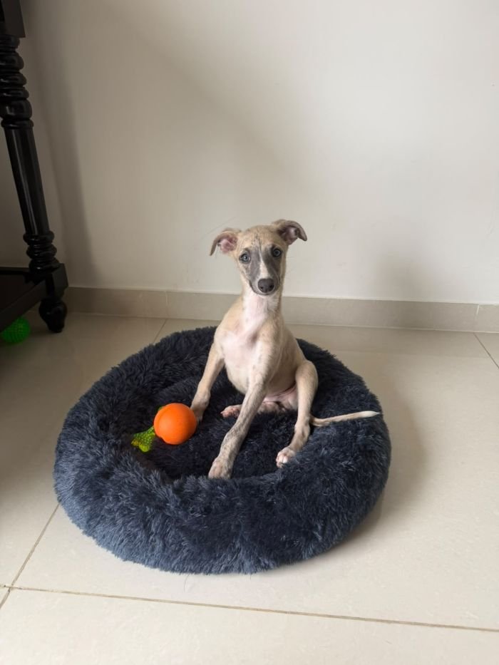 DogsIndia.com - Whippet - Nihal - Hayesberg
