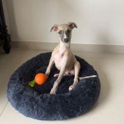 DogsIndia.com - Whippet - Nihal - Hayesberg