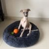 DogsIndia.com - Whippet - Nihal - Hayesberg