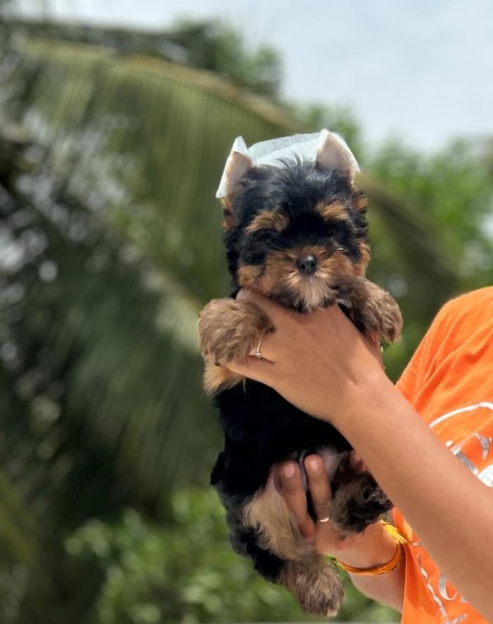 DogsIndia.com - Yorkshire Terrier - Vikram (Shreyas)