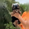 DogsIndia.com - Yorkshire Terrier - Vikram (Shreyas)