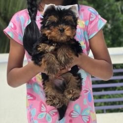 DogsIndia.com - Yorkshire Terrier - Vikram (Shreyas)