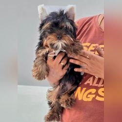 DogsIndia.com - Yorkshire Terrier - Vikram (Shreyas)