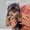 DogsIndia.com - Yorkshire Terrier - Vikram (Shreyas)DogsIndia.com - Yorkshire Terrier - Vikram (Shreyas)